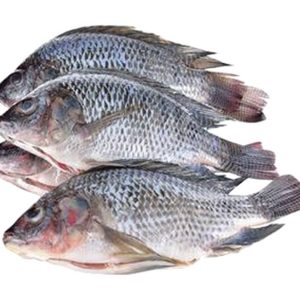 Frozen Tilapia Fish 2.5kg